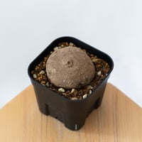 ステファニア エレクタ 実生【発根管理中】Stephania erecta 塊根植物 コーデックス 多肉植物 珍奇植物 静岡 ANTIDOTE 通販 S1414