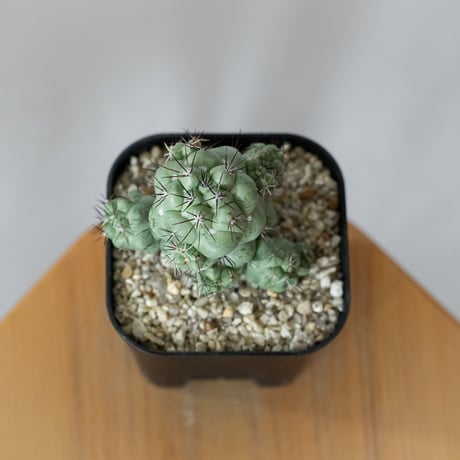 オルテゴカクタス マクドガリー 実生 Ortegocactus macdougallii 多肉植物 珍奇植物 静岡 ANTIDOTE 通販 S1480