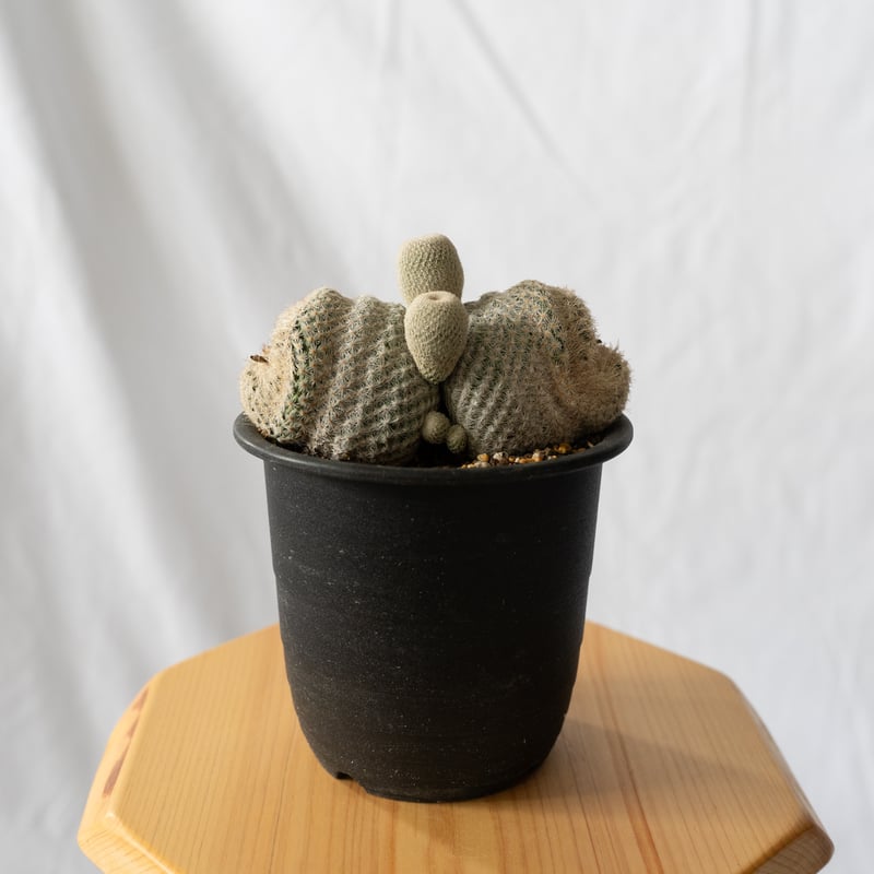 エピテランサ 月世界 Epithelantha micromeris サボテン 多肉植物 珍