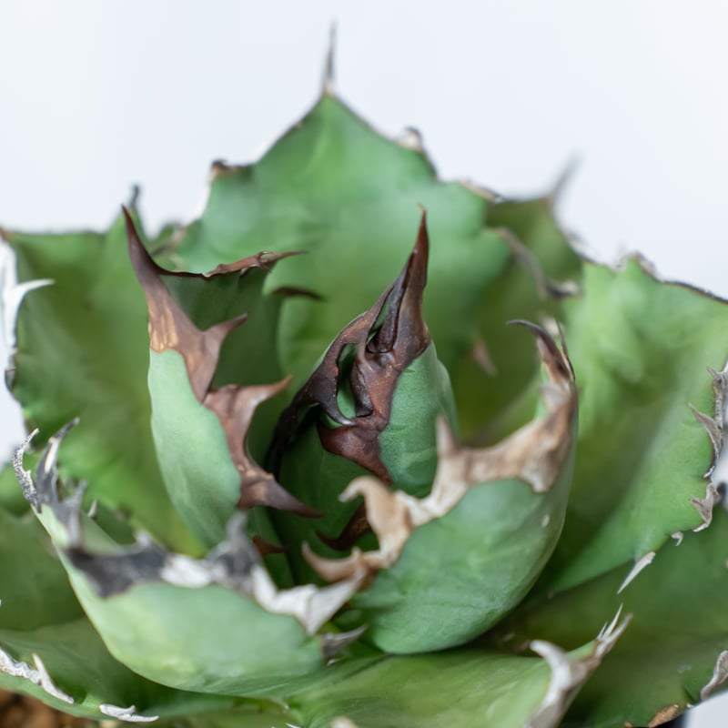 アガベ チタノタ 姫厳龍【発根管理中】OC株 美株 Agave titanota