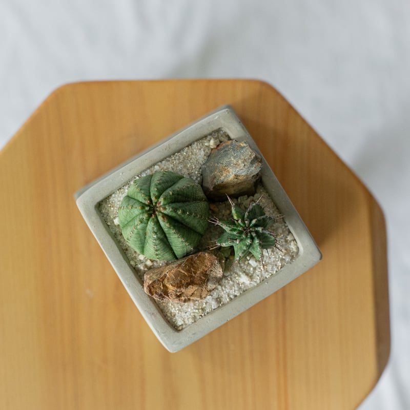 ホリダ＆オベサ ユーフォルビア 多肉植物 寄せ植え 鉢セット 多肉植物