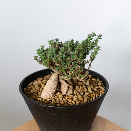 トリコディアデマ ブルボスム 姫紅小松 実生 Trichodiadema bulbosum 盆栽 塊根植物 コーデックス 多肉植物 珍奇植物 静岡 ANTIDOTE 通販 S1502