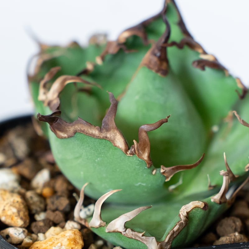 アガベ　チタノタ　シーザー　中株 アガベ シーザー 中株 特選株】アガベ・チタノタ シーザー中-004