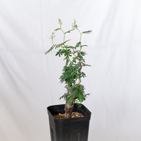 センナ メリディオナリス 実生 Senna Meridionalis コーデックス 塊根植物 多肉植物 珍奇植物 静岡 ANTIDOTE 通販 S709