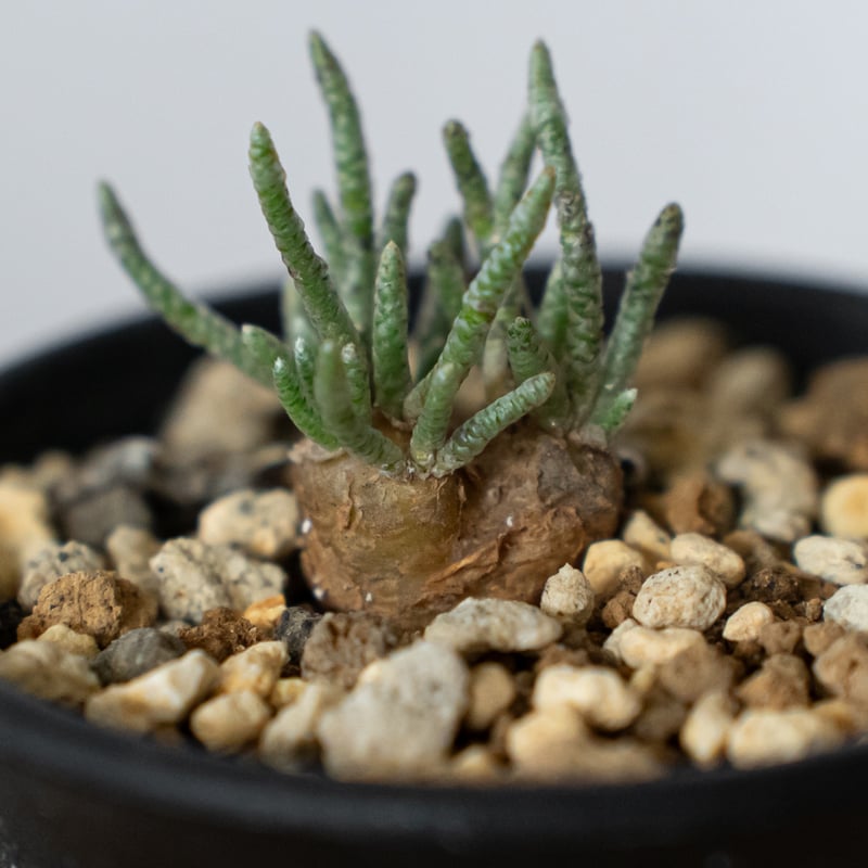 アボニア クイナリア 実生 Avonia quinaria 塊根植物 コーデックス