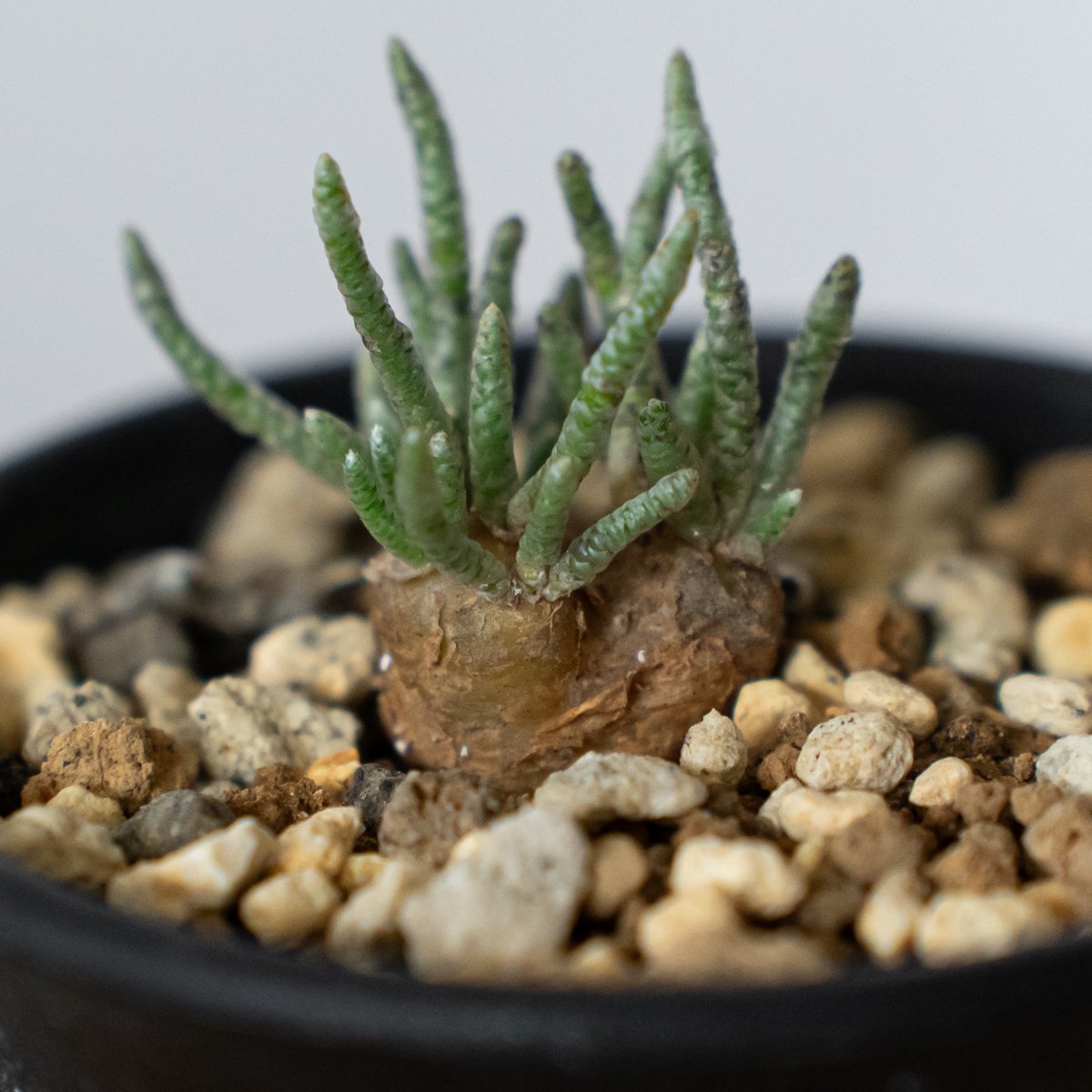 アボニア クイナリア 実生 Avonia quinaria 塊根植物 コーデックス