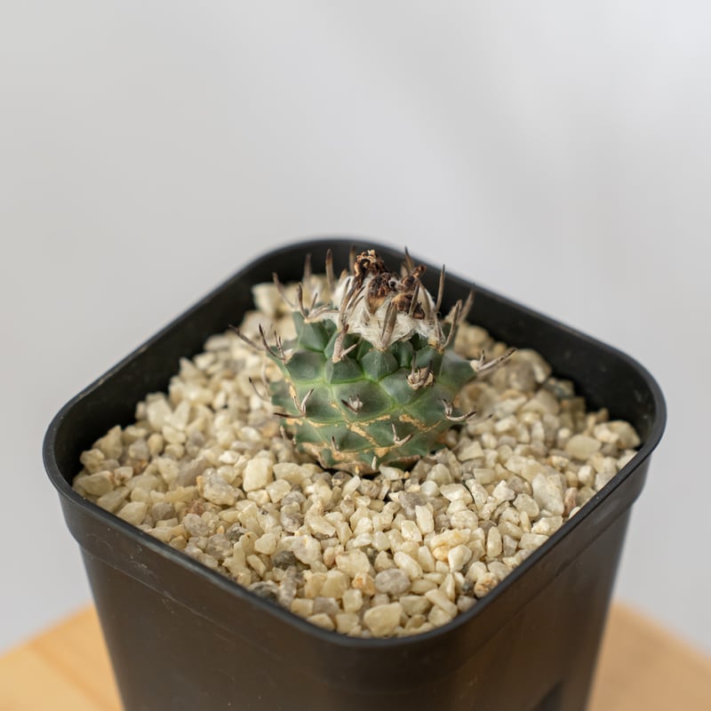 ツルビニカルプス 昇竜丸 実生 Turbinicarpus Schmiedickeanus サ