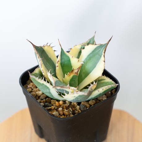 スナグルトゥース | STORES