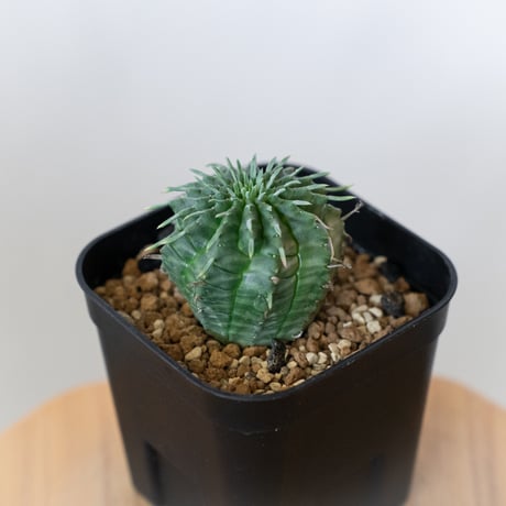 ユーフォルビア バリダ 実生 Euphorbia super valida 多肉植物 珍奇植物 ANTIDOTE 静岡 通販 S918