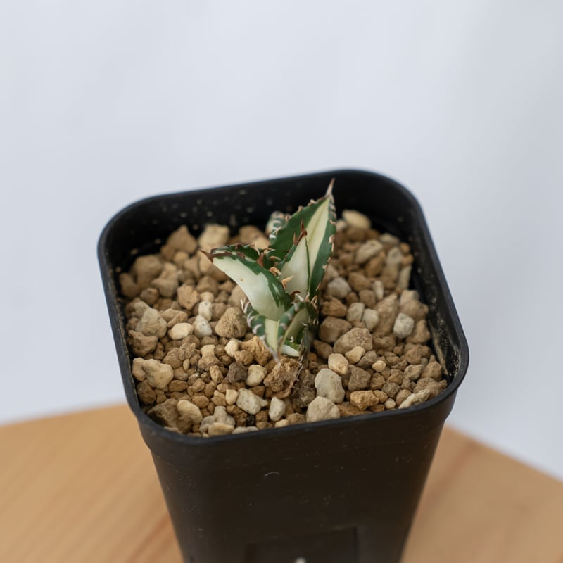 アガベ チタノタ 太陽神 白中斑【発根管理中】TC株 Agave titanota Sun