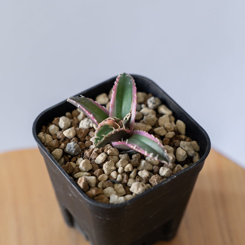 アガベ チタノタ シーザー 白覆輪【発根管理中】 TC Agave titanota