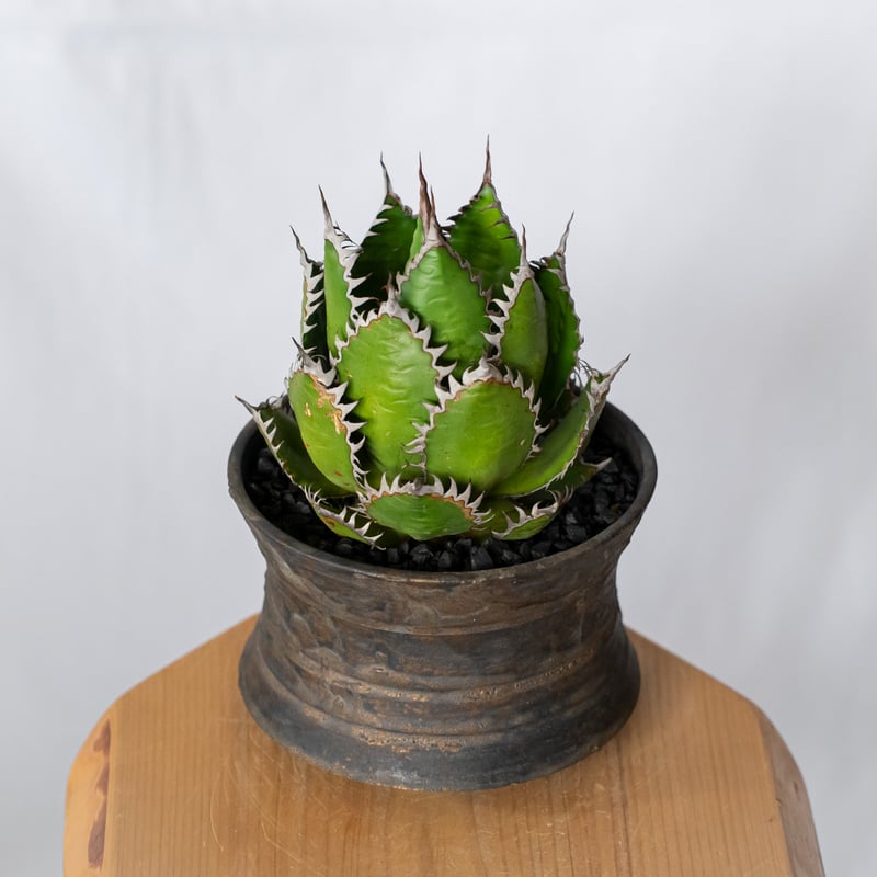 アガベ ホリダ 鉢セット OC株【発根管理中】Agave horrida 多肉植物
