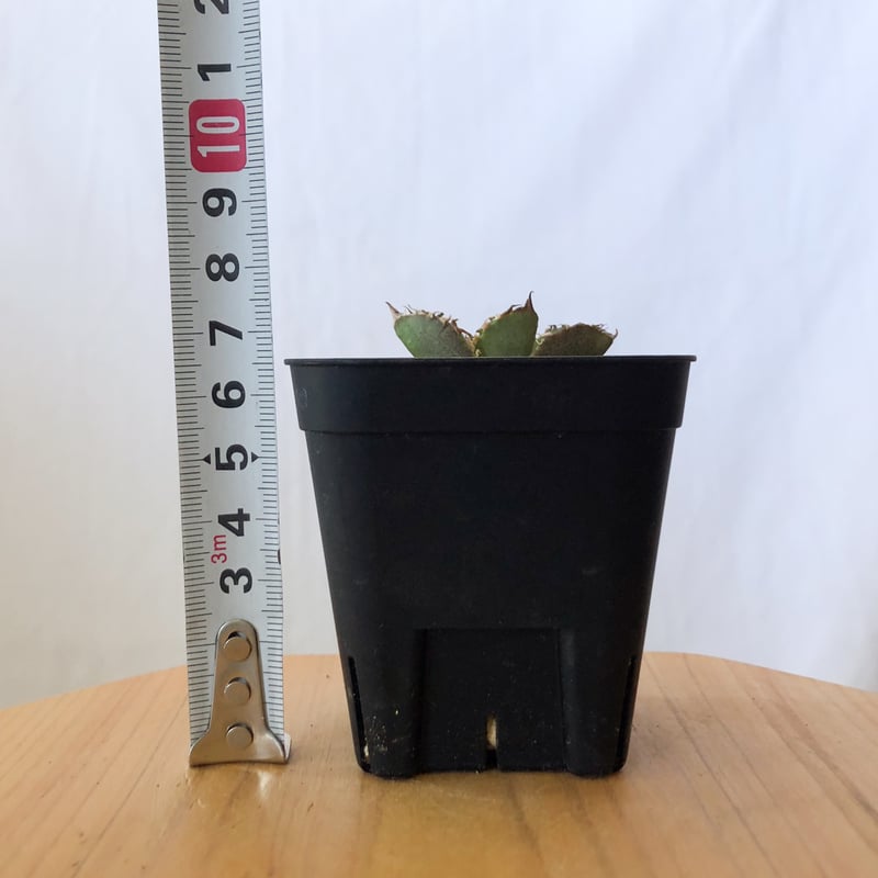 アガベ チタノタ 皇冠 TC【発根管理中】 Agave titanota Crown クラウン