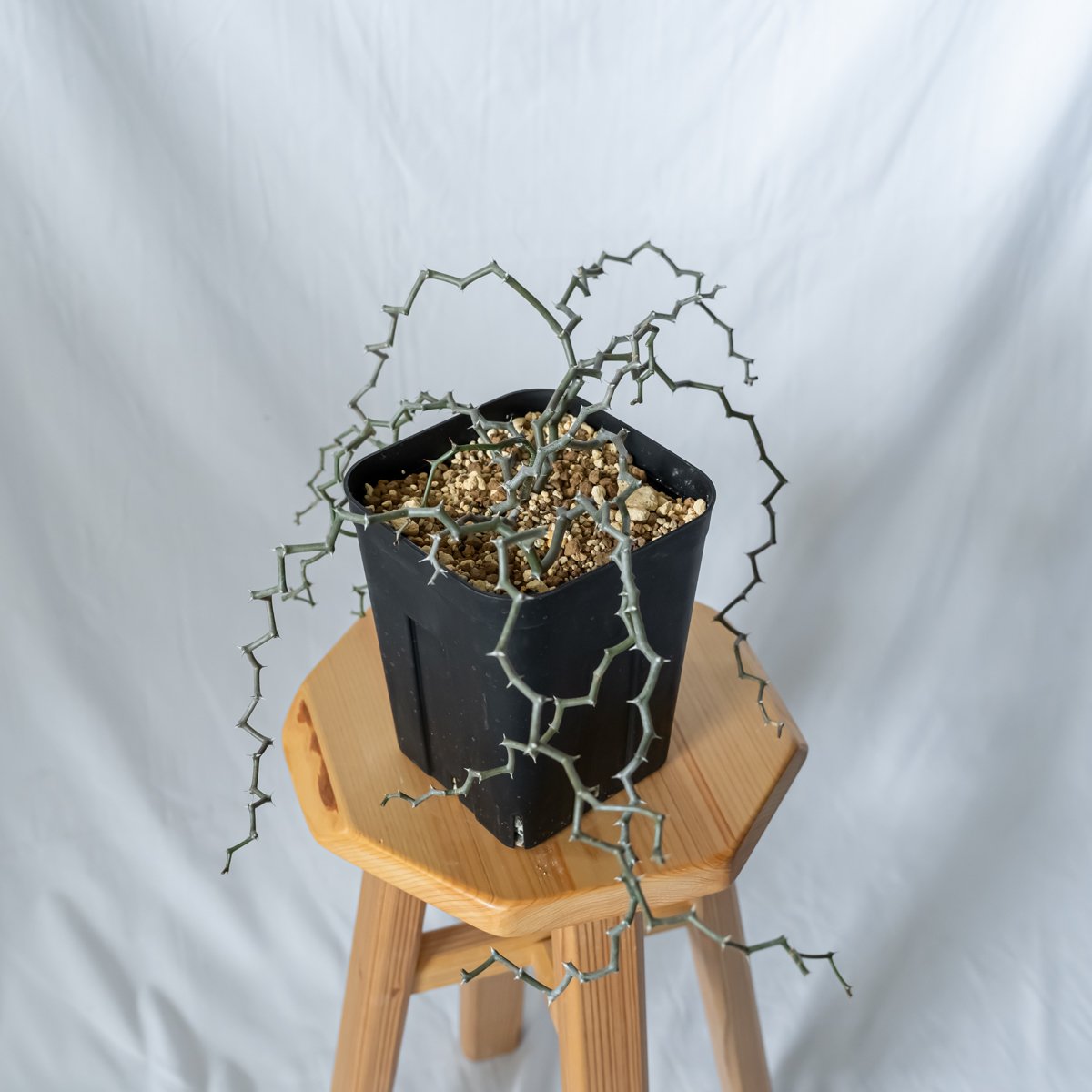 デカリア マダガスカリエンシス ジグザグの木 Decarya madagascariensis