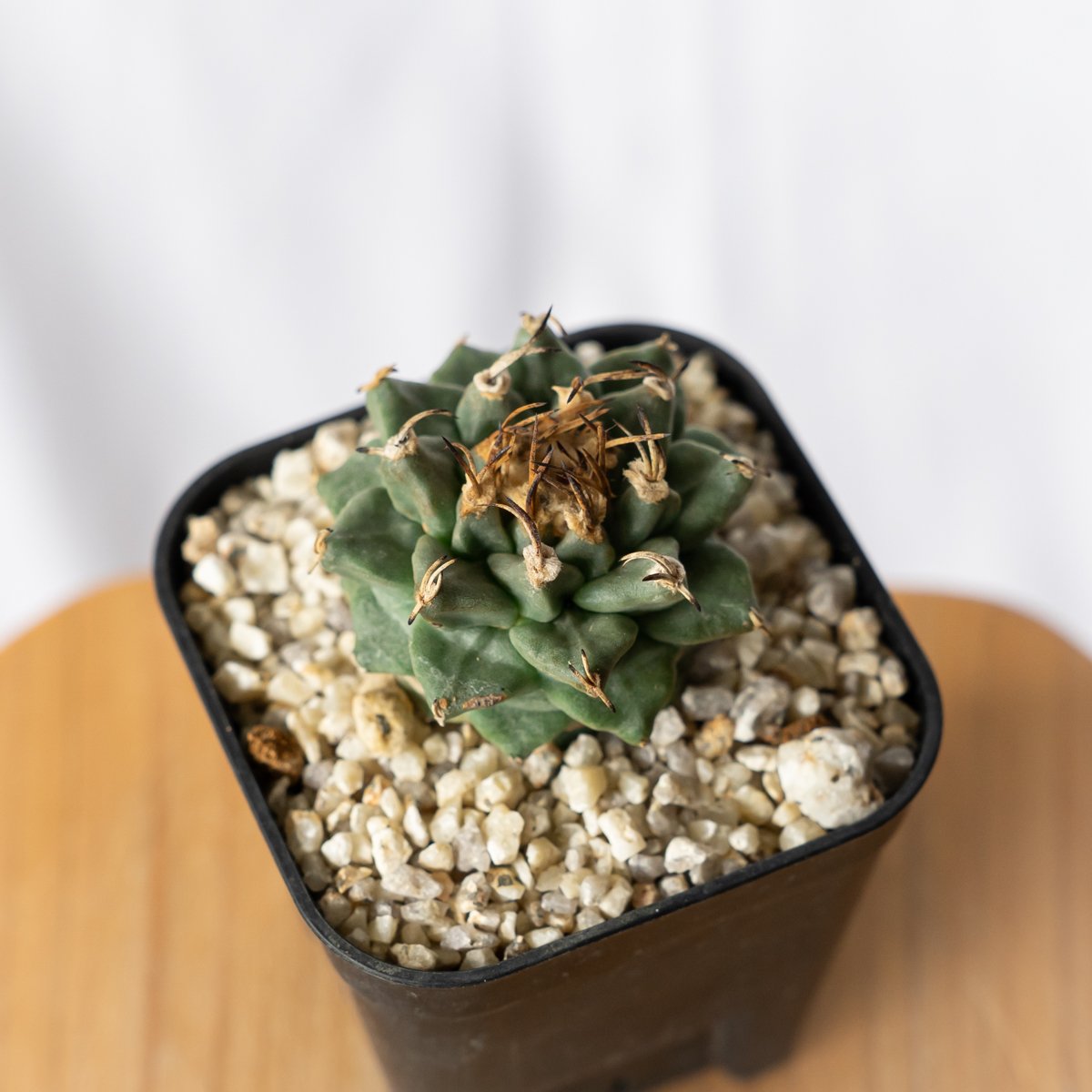 ツルビニカルプス アロンソイ 実生 Turbinicarpus alonsoi サボテン