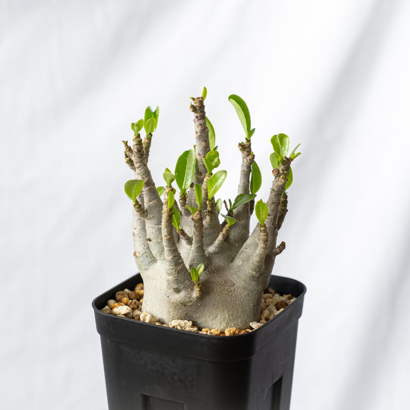 アデニウム アラビカム ブラックスキン【発根管理中】Adenium