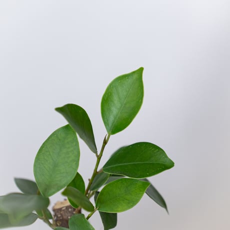 ガジュマル 鉢セット Ficus microcarpa キジムナー 新居祝い 多肉植物 観葉植物 インテリアグリーン 静岡 ANTIDOTE 通販 S1400