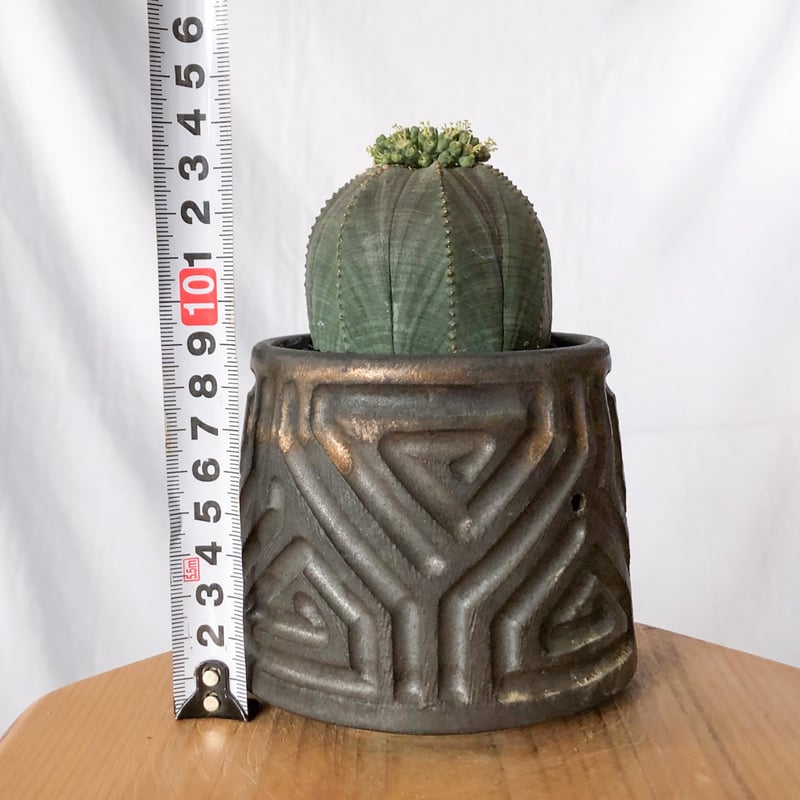 ユーフォルビア オベサ 鉢セット オス株 雄株 美株 Euphorbia obesa