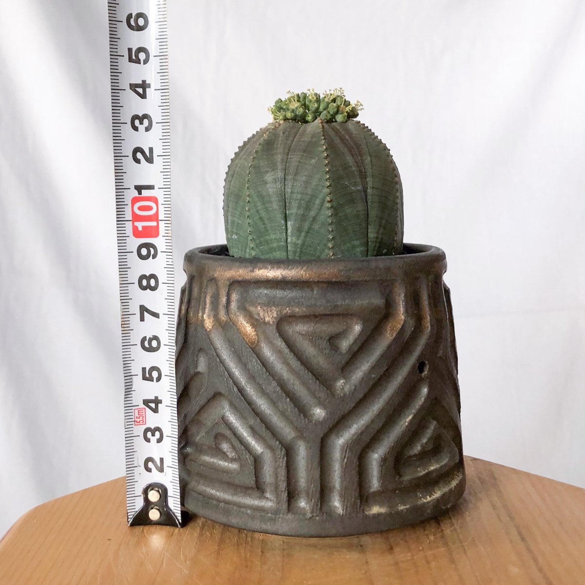 ユーフォルビア オベサ 鉢セット オス株 雄株 美株 Euphorbia obesa