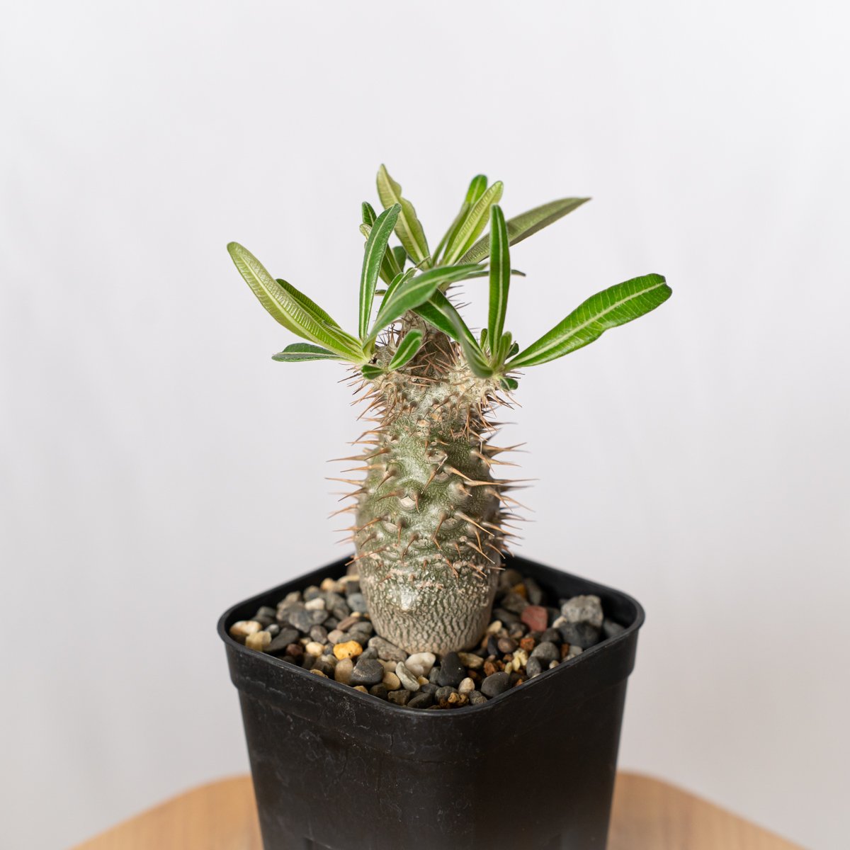 パキポディウム グラキリス 実生 pachypodhium Gracilius 塊根植物 コー