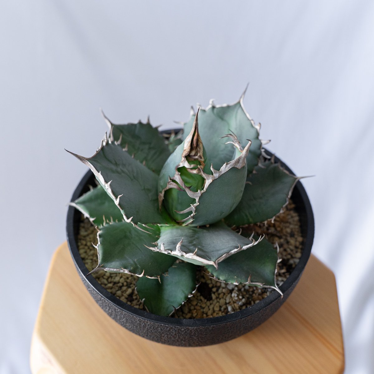 アガベ チタノタ南覇王 アガベ チタノタ 南覇王 Agave titanota Minami Haou 多肉植物 珍奇