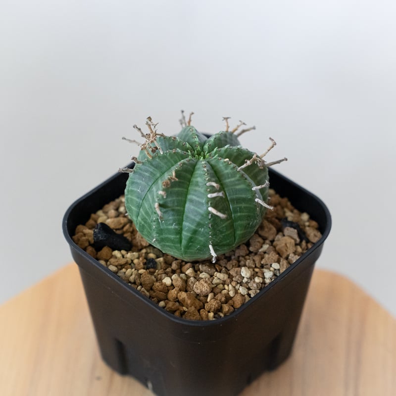 ユーフォルビア バリダ 実生 Euphorbia super valida 多肉植物 珍奇植物