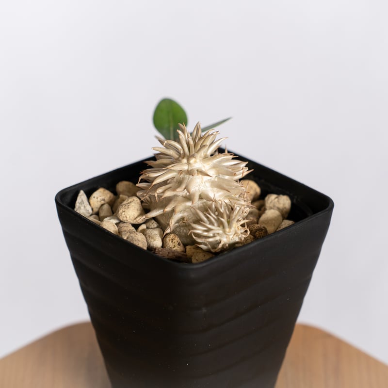 パキポディウム エブレネウム 実生 Pachypodium eburneum 塊根植物