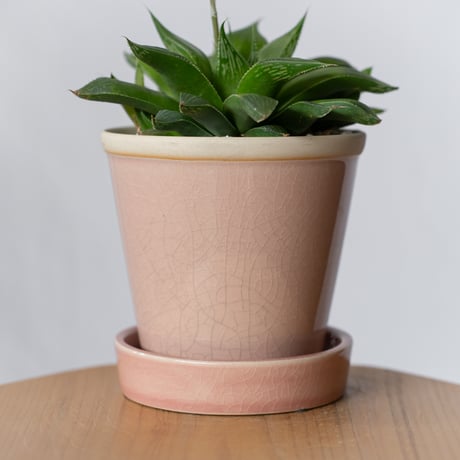 ハオルチア 鉢セット Haworthia 多肉植物 珍奇植物 静岡 ANTIDOTE 通販 S1336