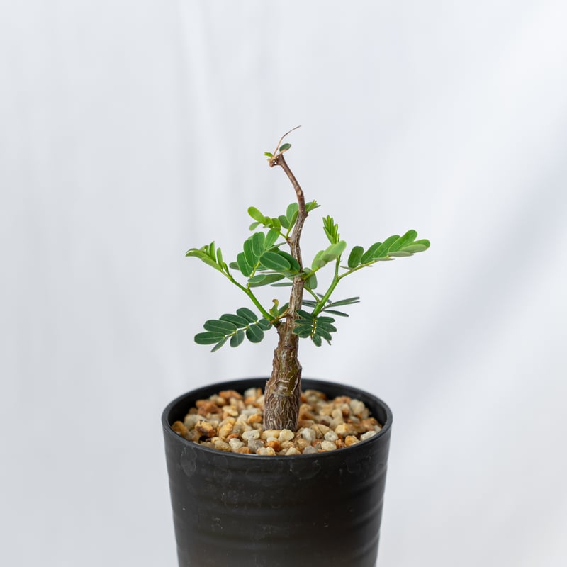 センナ メリディオナリス Senna Meridionalis 灌木コーデックス