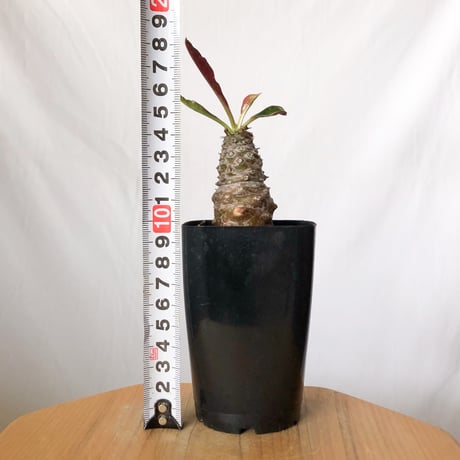 ユーフォルビア パキポディオイデス 実生 Euphorbia pachypodioides 多肉植物 珍奇植物 静岡 ANTIDOTE 通販 S1508