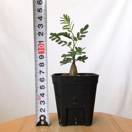 センナ メリディオナリス 実生 Senna Meridionalis 灌木コーデックス 塊根植物 多肉植物 珍奇植物 静岡 ANTIDOTE 通販 S1493