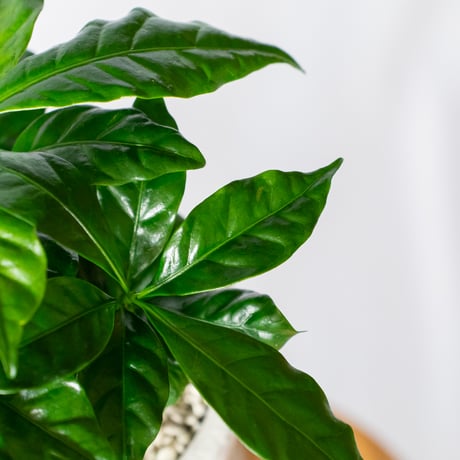 コーヒーの木 鉢セット Coffee tree 観葉植物 インテリアグリーン 珍奇植物 静岡 ANTIDOTE 通販 S1325