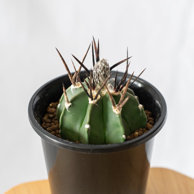 アストロフィツム 大鳳玉 実生 美株 Astrophytum capricorne v. cr