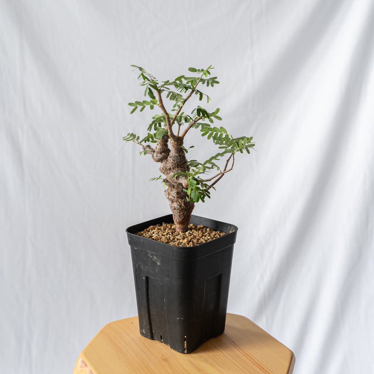 センナメリディオナリス　中型　塊根植物　観葉植物 センナ メリディオナリス/盆栽、多肉植物、塊根植物、観葉植物