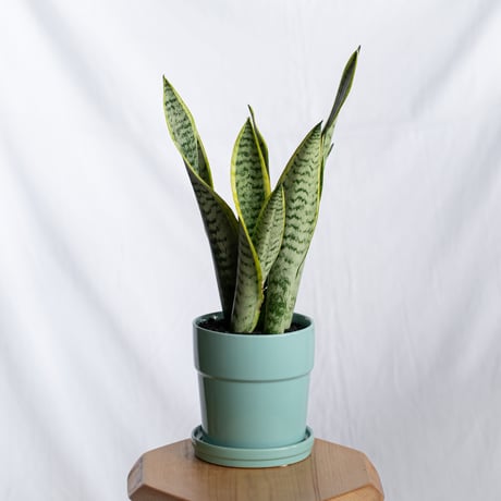 サンスベリア ローレンティー トラノオ 鉢セット Sansevieria trifasciata Laurentii  観葉植物 多肉植物 インテリアグリーン 静岡 ANTIDOTE 通販 S1299