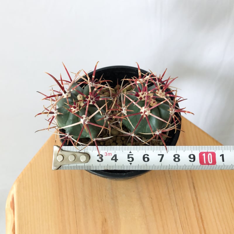 フェロカクタス 神仙玉 実生 美株 Ferocactus coloratus