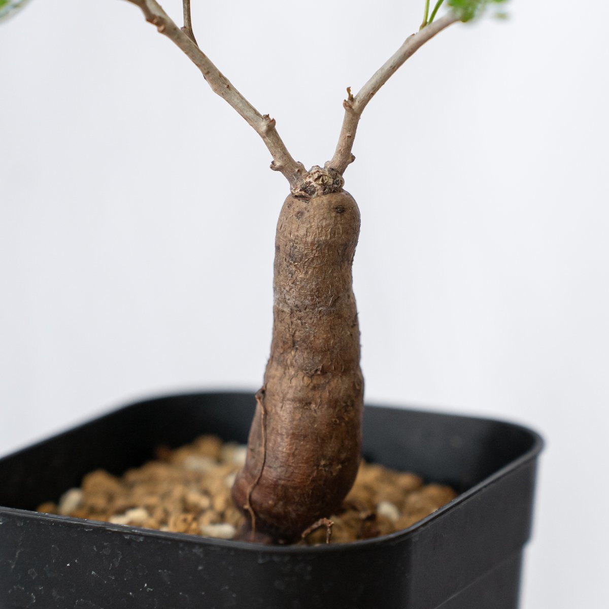 オペルクリカリア パキプス 根挿し Operculicarya pachypus 塊根植物 多