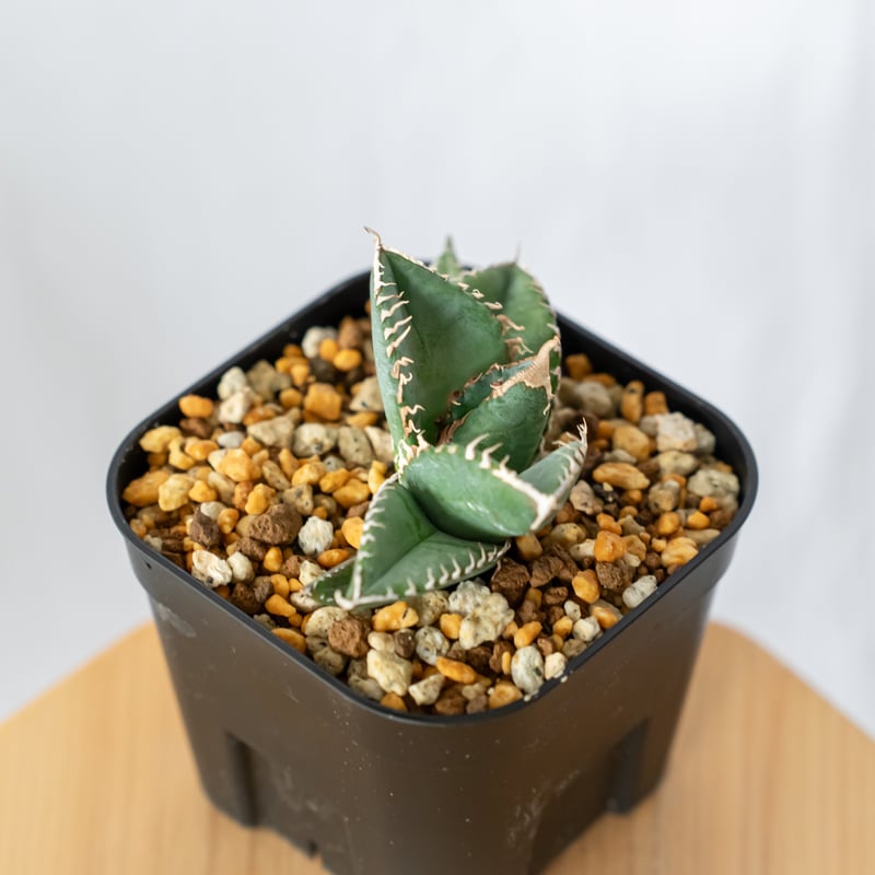 アガベ　チタノタ　悪魔くん‼️ アガベ チタノタ 悪魔くん 【スーパーチタノタ】