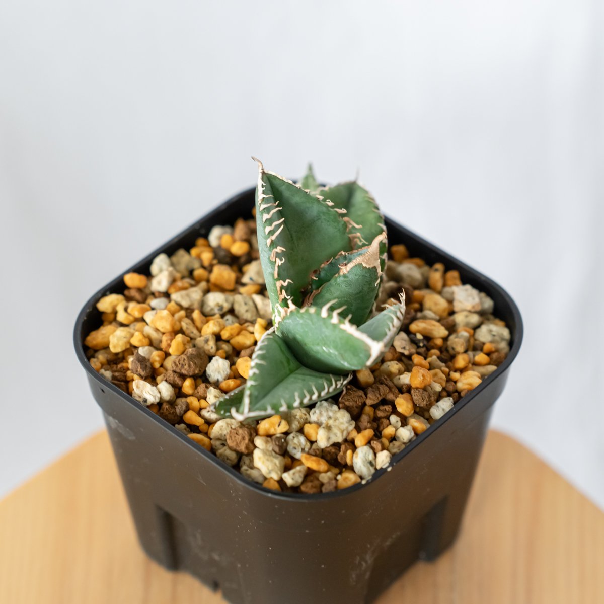 速達【鉢ごと発送】活着間近　アガベ　チタノタ　悪魔くん　中国産　TC 速達【鉢ごと発送】活着間近 アガベ チタノタ 悪魔くん 中国産 TC 速達