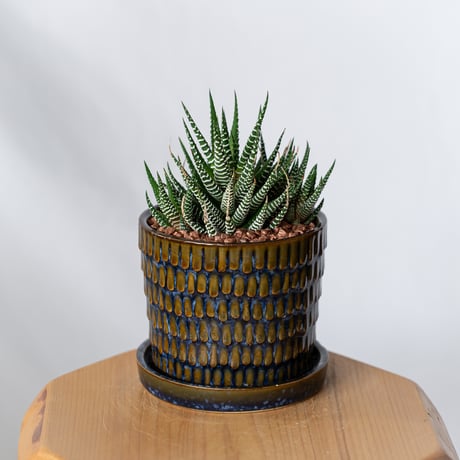 ハオルチア 十二の巻 鉢セット Haworthia fasciata 多肉植物 珍奇植物 静岡 ANTIDOTE 通販 S1330