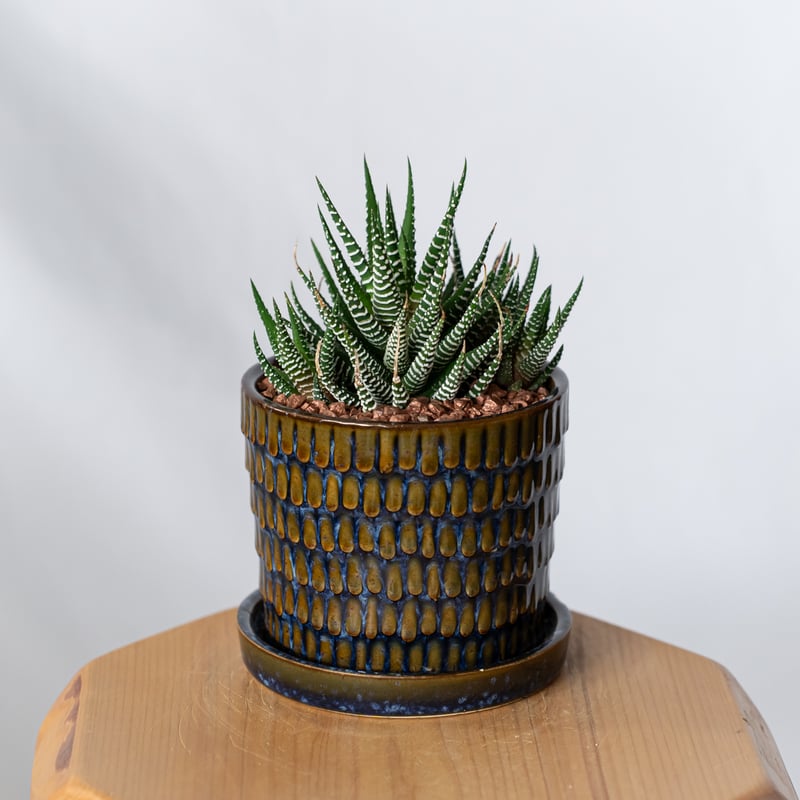 ハオルチア 十二の巻 鉢セット Haworthia fasciata 多肉植物 珍奇植物