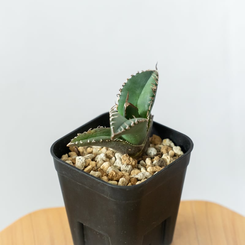 アガベ チタノタ 悪魔くん【発根管理中】TC株 Agave titanota