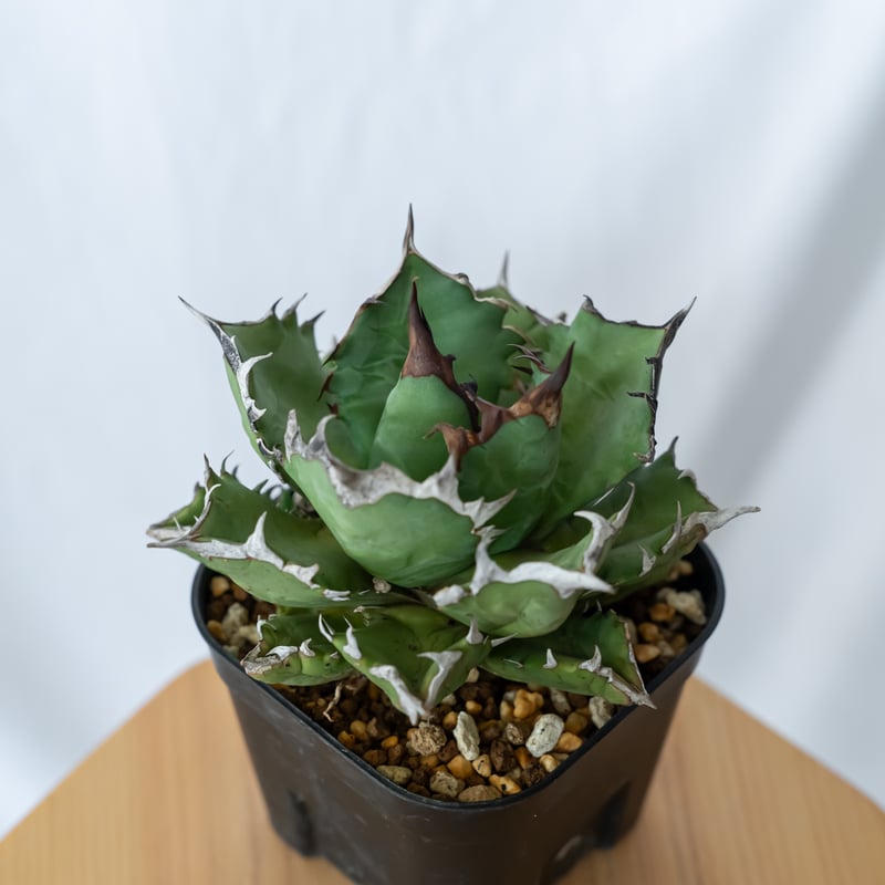 Agave titanota 麻花龍　OC株　発根済み　鉢ごと発送 アガベ チタノタ 