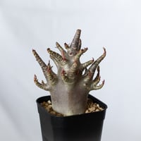 アデニウム アラビカム ブラックスキン 実生【発根管理中】Adenium Arabicum Black Skin 塊根植物 コーデックス 珍奇植物 多肉植物 静岡 ANTIDOTE 通販 S1366