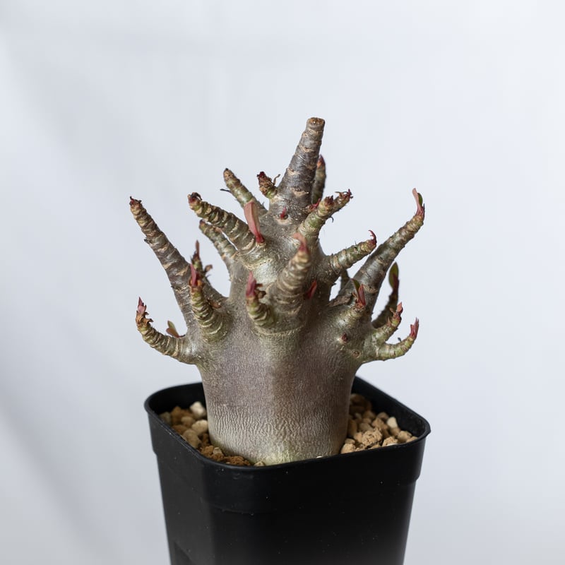 アデニウム・アラビカム　中型 塊根植物 黒鉢 アデニウム アラビカム スーパードワーフ ブラック Adenium arabicum