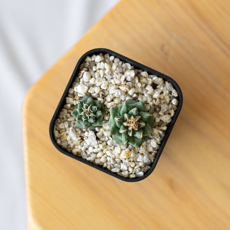 ツルビニカルプス アロンソイ 実生 Turbinicarpus alonsoi サボテン