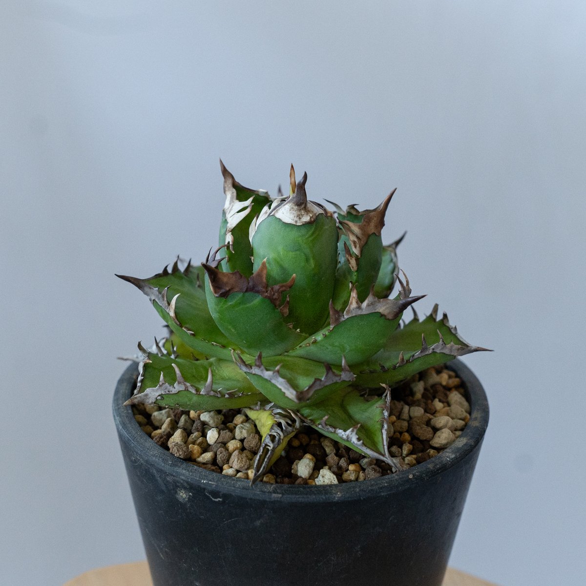 アガベ チタノタ ゴリ姫 レッドキャットウィーズル ゴリ猫 姫厳竜