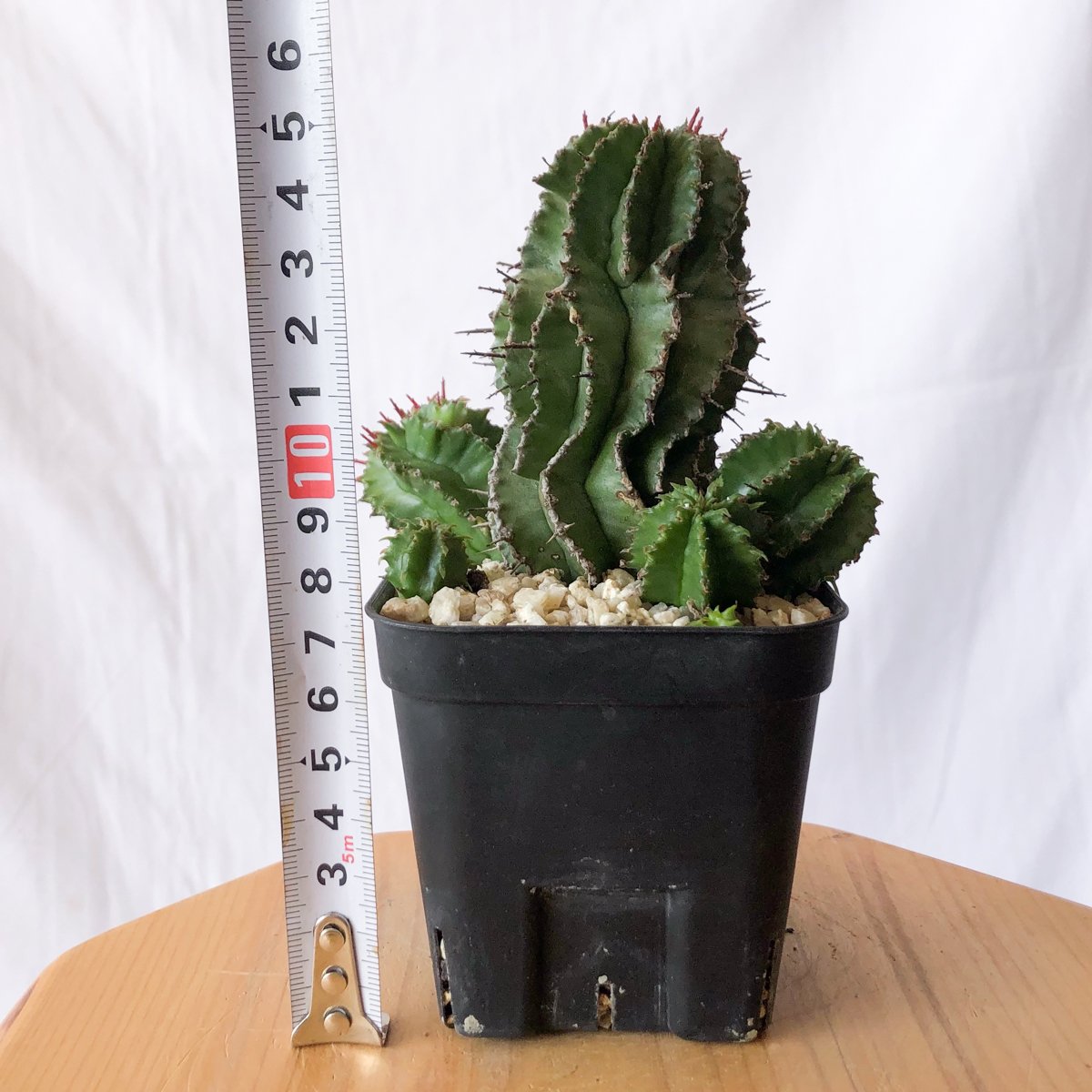 ユーフォルビア ポリゴナ Euphorbia polygona 多肉植物 珍奇植物 静岡