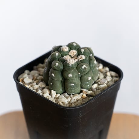 アストロフィツム | STORES