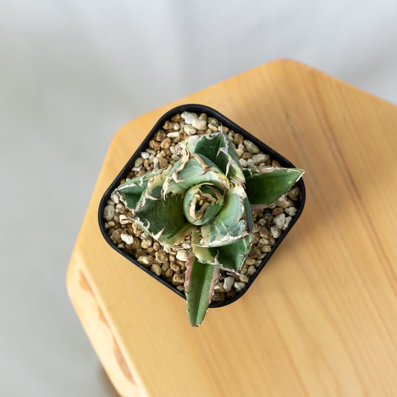 アガベ チタノタ 白鯨 白覆輪 白鯨錦 TC株 Agave titanota White